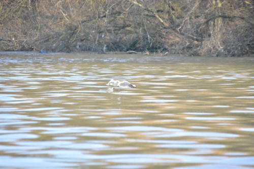 DSC 0119 copie
